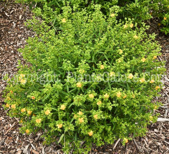 PGC-S-Hypericum-kalmianum-Ames-2010-01