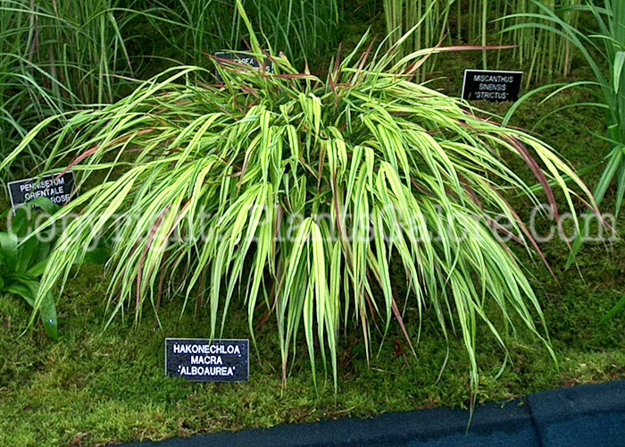 PGC-G-Hakonechloa-macra-Alboaurea-17