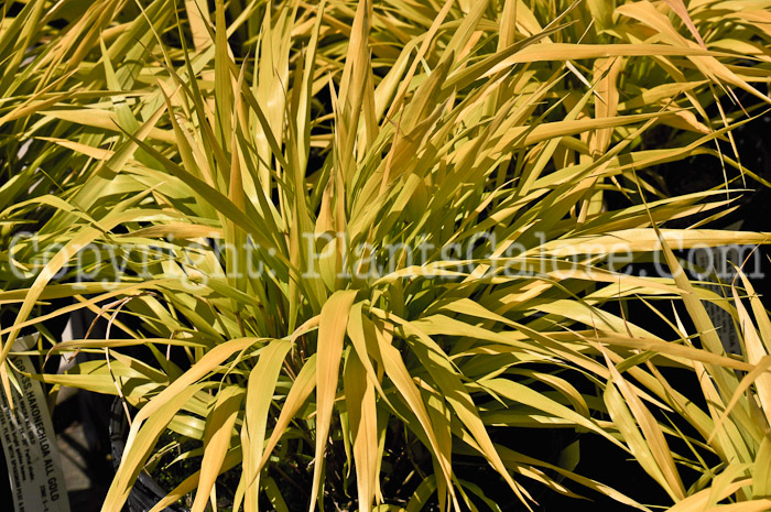 PGC-G-Hakonechloa-macra-All-Gold-1