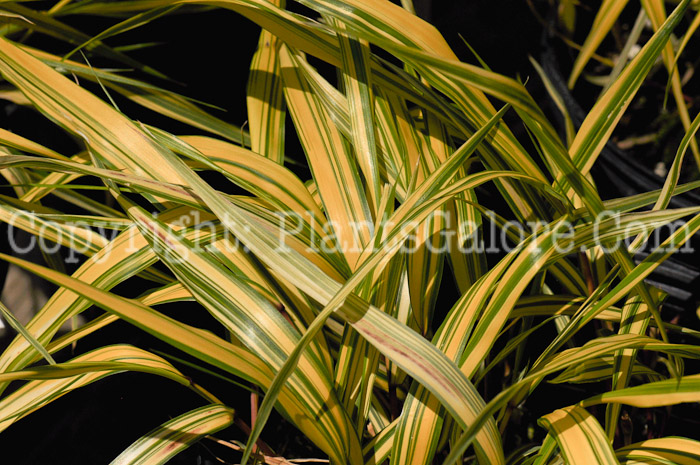 PGC-G-Hakonechloa-macra-Aureola-1