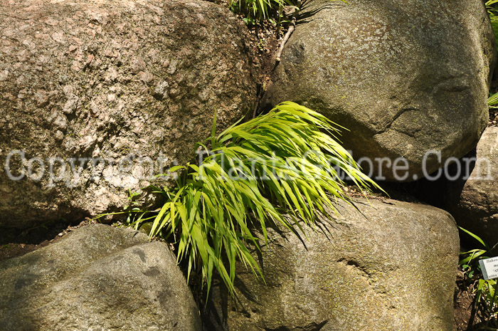 PGC-G-Hakonechloa-macra-Aureola-1-1