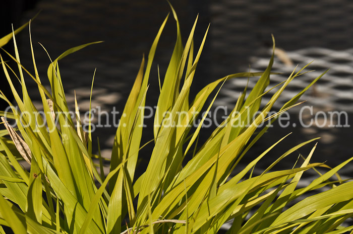 PGC-G-Hakonechloa-macra-Aureola-3