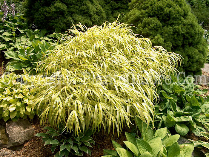 PGC-G-Hakonechloa-macra-Aureola-4-1