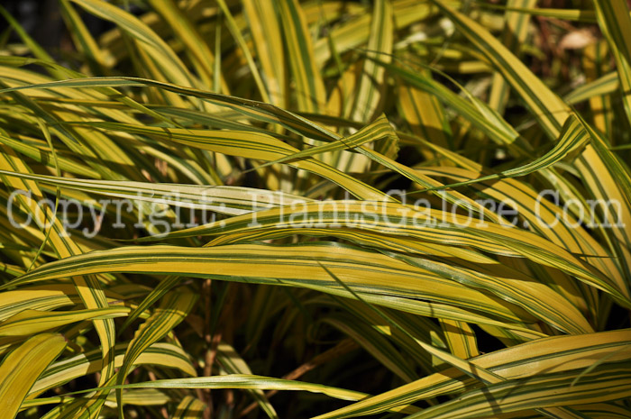 PGC-G-Hakonechloa-macra-Aureola-5