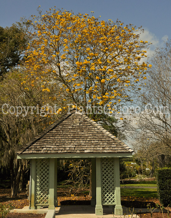 PGC-T-Handroanthus-chrysotrichus-aka-Golden-Trumpet-Tree-2