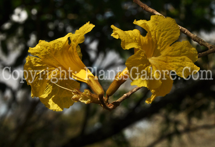 PGC-T-Handroanthus-chrysotrichus-aka-Golden-Trumpet-Tree-3