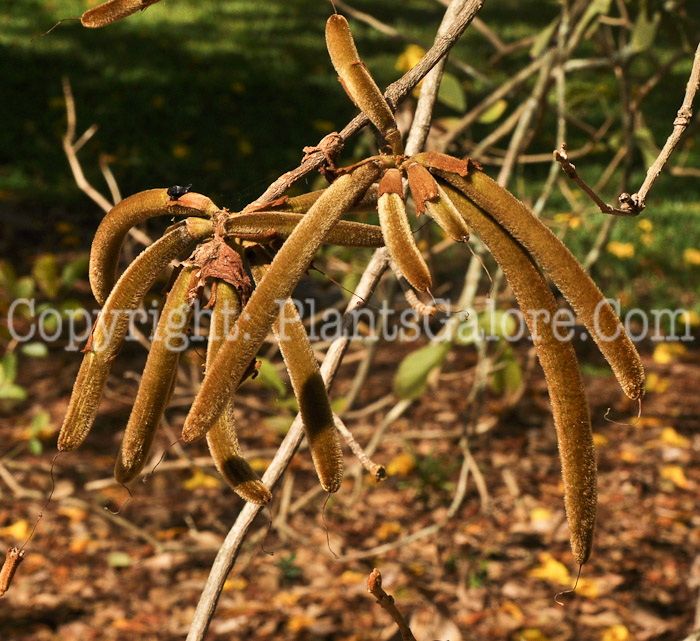 PGC-T-Handroanthus-chrysotrichus-aka-Golden-Trumpet-Tree-5