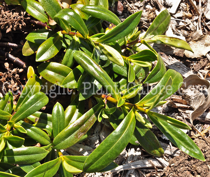 PGC-S-Hebe-macrocarpa-var-brevifolia-0513-1