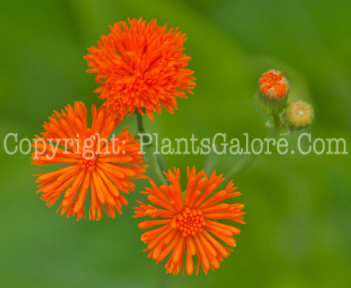 PGC-P-Hedychium-densiflorum-Assam-Orange-0714-2