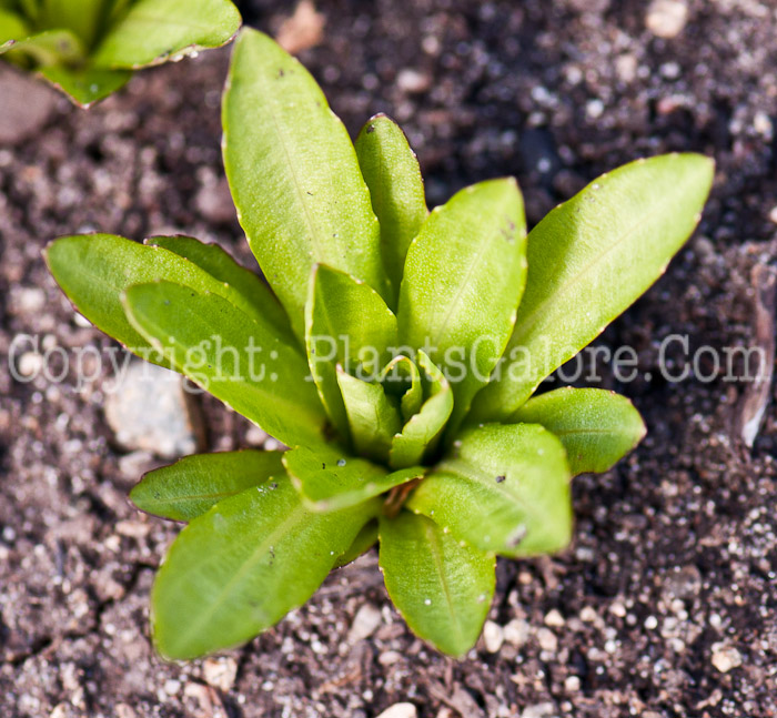 PGC-A-Helenium-autumnale-aka-Autumn-Sneezeweed-0514e-2