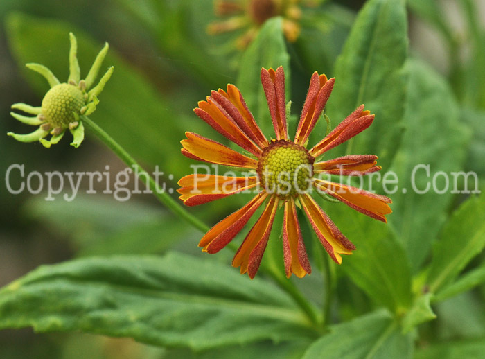 PGC-P-Helenium-Carnival-Abbotts-8-2011-001