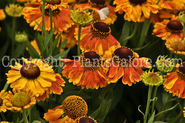 PGC-P-Helenium-Helena-2010-02