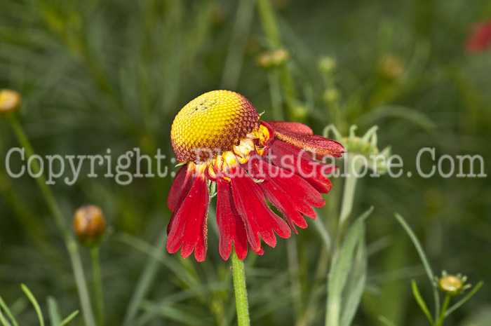 PGC-P-Helenium-Moerheim-Beauty-0514e-2