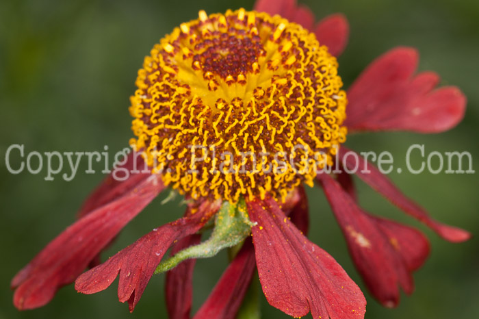 PGC-P-Helenium-Moerheim-Beauty-0514e-4