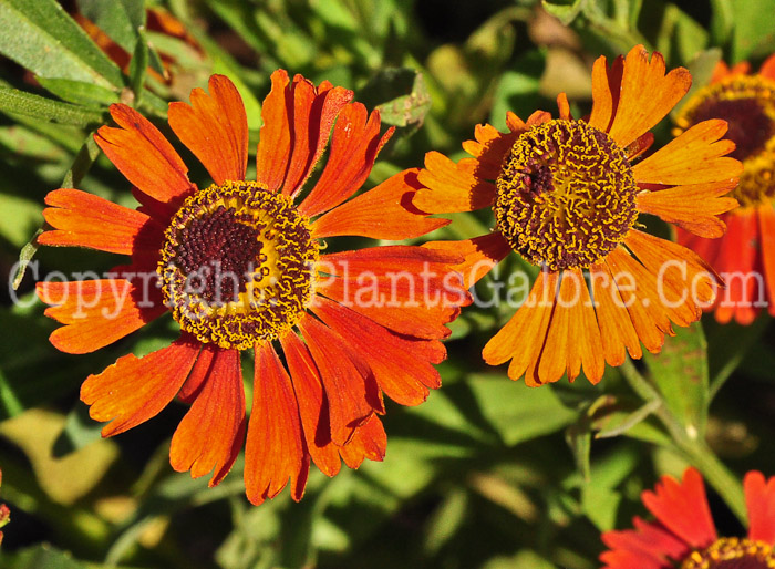 PGC-P-Helenium-Moerheim-Beauty-aka-Sneezeweed-813-1