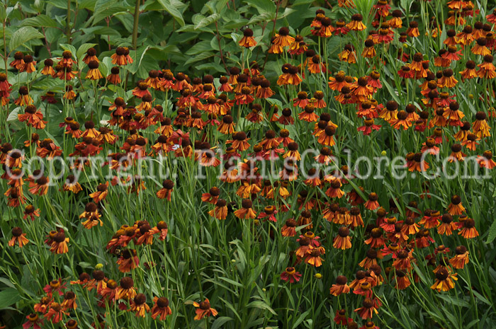 PGC-P-Helenium-Sabins-Early-Flower-2010-01-013