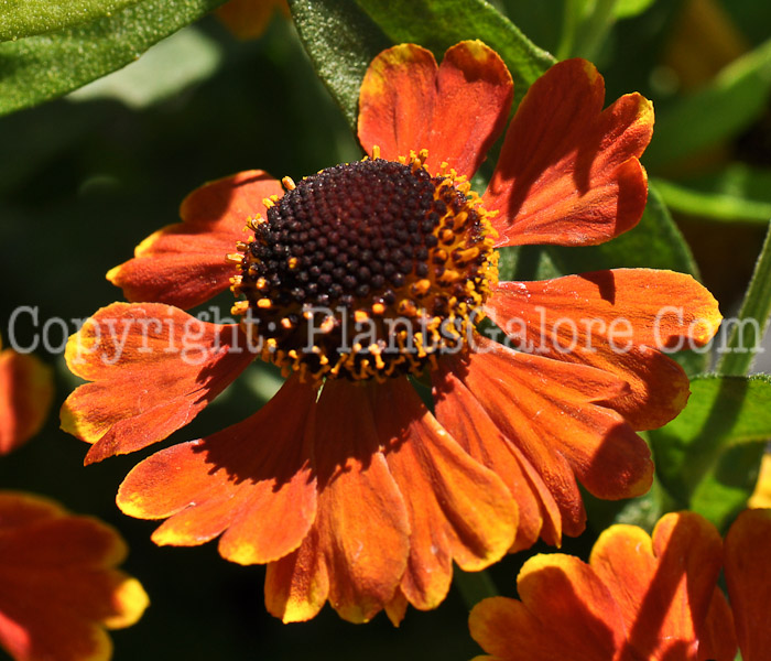 PGC-P-Helenium-Sabins-Early-Flower-2010-01-018