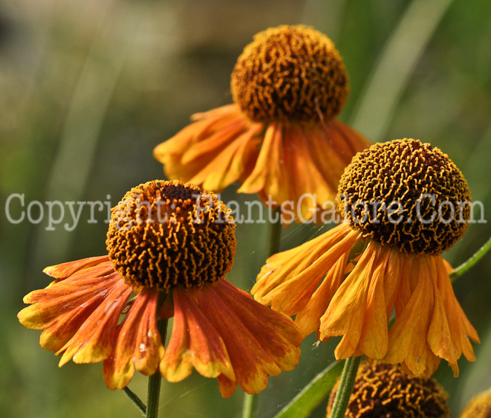 PGC-P-Helenium-Sabins-Early-Flower-2010-01-021