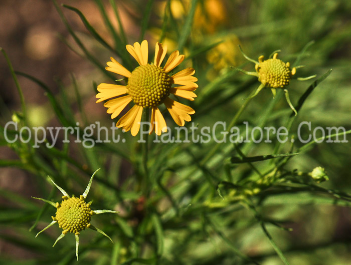 PGC-P-Helenium-amarum-2010-13-004