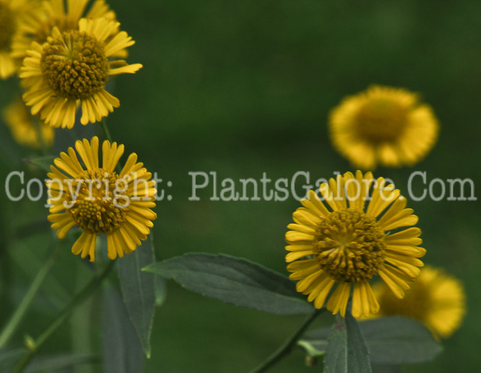 PGC-P-Helenium-amarum-2010-13-007