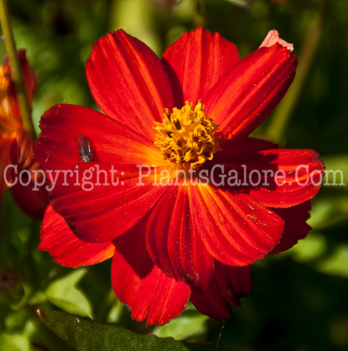 PGC-P-Helenium-autumnale-aka-Sneezeweed-0614-1