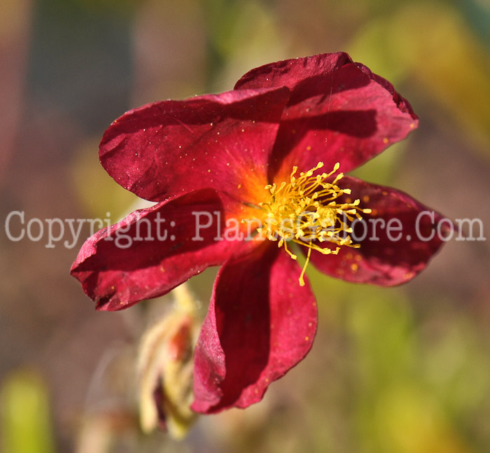 PGC-P-Helianthemum-Burgundy-Dazzle-2010-02