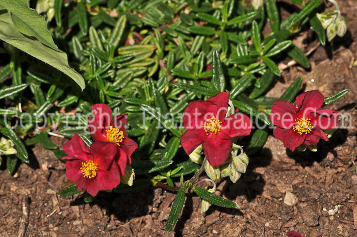 PGC-P-Helianthemum-Sunrose-2011-01