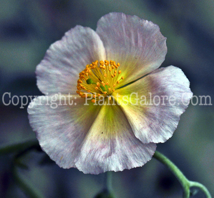 PGC-P-Helianthemum-Wisley-Pink-2010-01