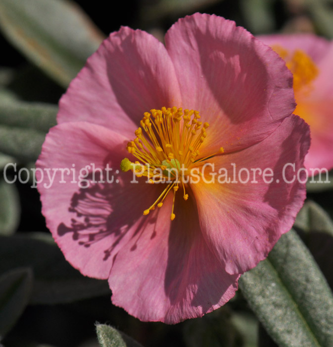 PGC-P-Helianthemum-Wisley-Pink-a-04-2012-2