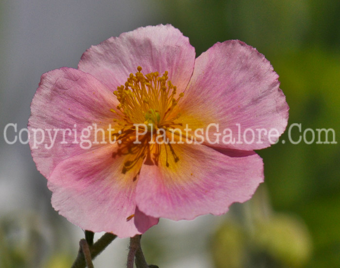 PGC-P-Helianthemum-Wisley-Primrose-05-2012-03