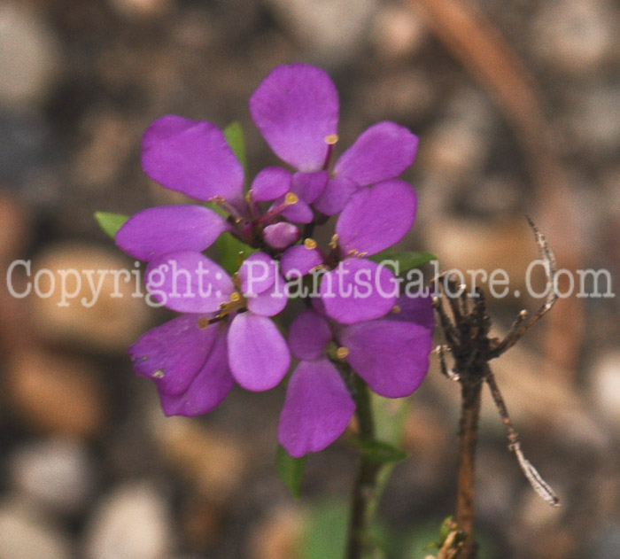 PGC-P-Heliophila-longifolia-593x-2010-001