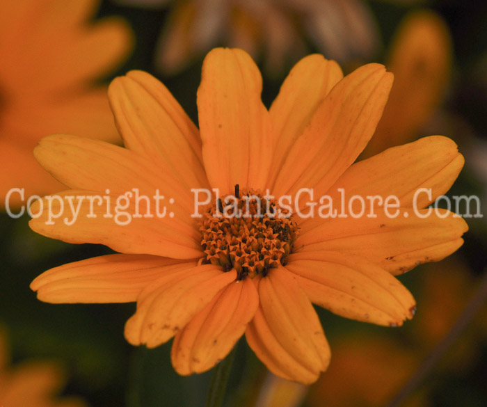 PGC-P-Heliopsis-helianthoides-Ballerina-1