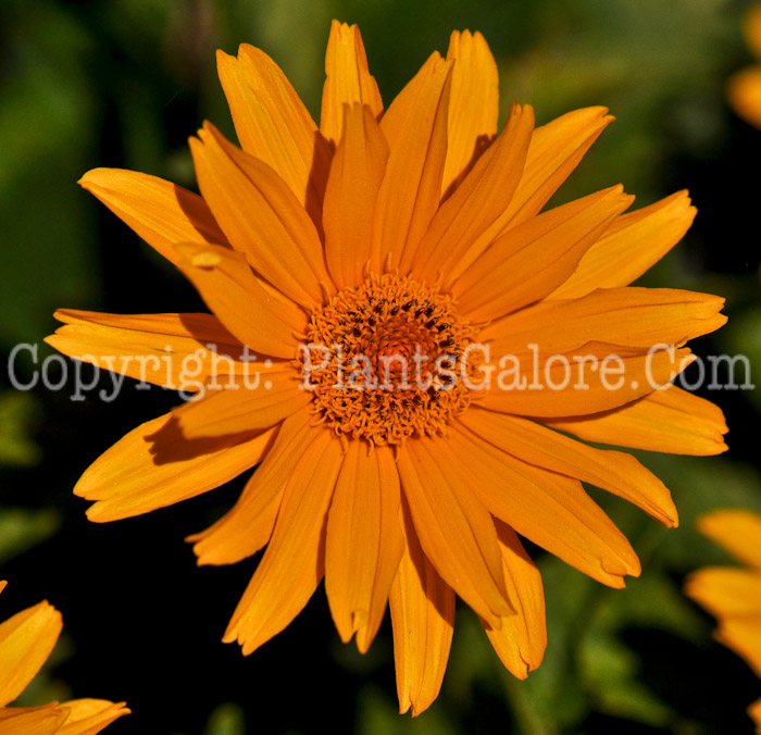 PGC-P-Heliopsis-helianthoides-Bressingham-Doubloon-5