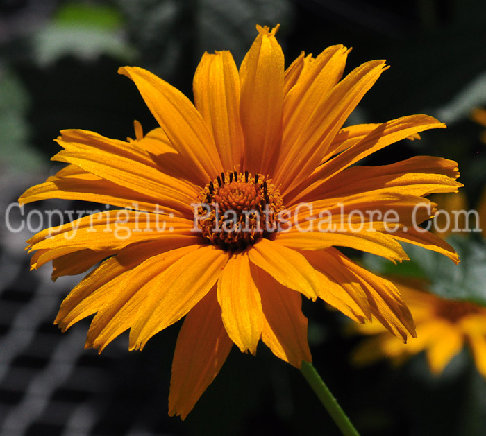 PGC-P-Heliopsis-helianthoides-Bressingham-Doubloon-813-1