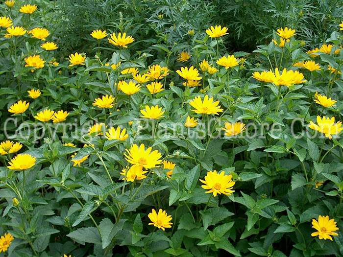 PGC-P-Heliopsis-helianthoides-Lohfolden-2010-01