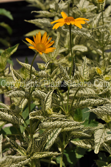 PGC-P-Heliopsis-helianthoides-Loraine-Sunshine-2010-03