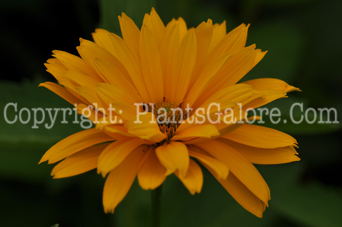 PGC-P-Heliopsis-helianthoides-Summer-Sun-2010-01