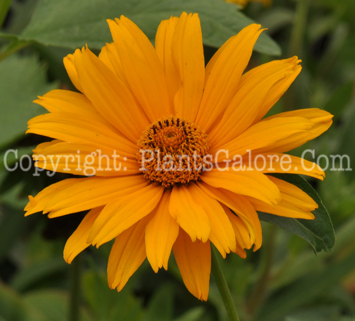 PGC-P-Heliopsis-helianthoides-Summer-Sun-2010-01_2