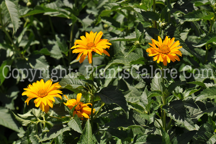 PGC-P-Heliopsis-helianthoides-Summer-Sun-2010-03_2