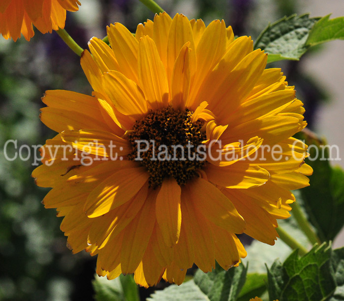 PGC-P-Heliopsis-helianthoides-Summer-Sun-813-1