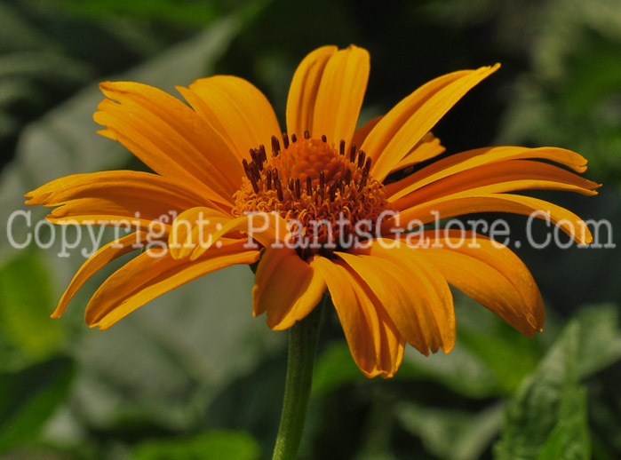 PGC-P-Heliopsis-helianthoides-Summer-Sun-aka-False-Sunflower-1