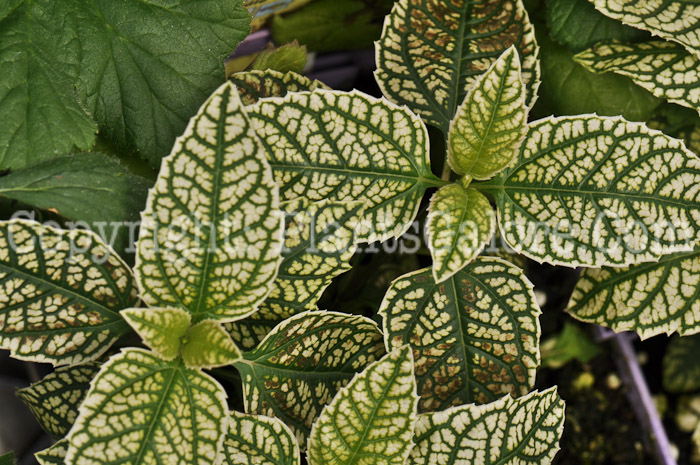 PGC-P-Heliopsis-helianthoides-Sunburst-04-2012-2