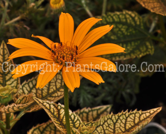 PGC-P-Heliopsis-helianthoides-Sunburst-aka-False-Sunflower-0413-1