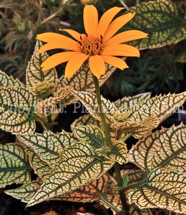 PGC-P-Heliopsis-helianthoides-Sunburst-aka-False-Sunflower-0413-2