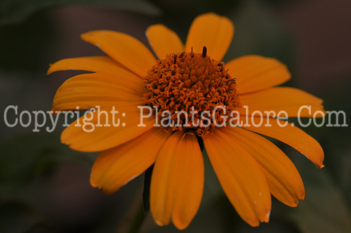 PGC-P-Heliopsis-helianthoides-Tuscan-Sun-1