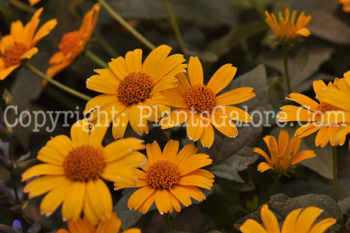 PGC-P-Heliopsis-helianthoides-Tuscan-Sun-4