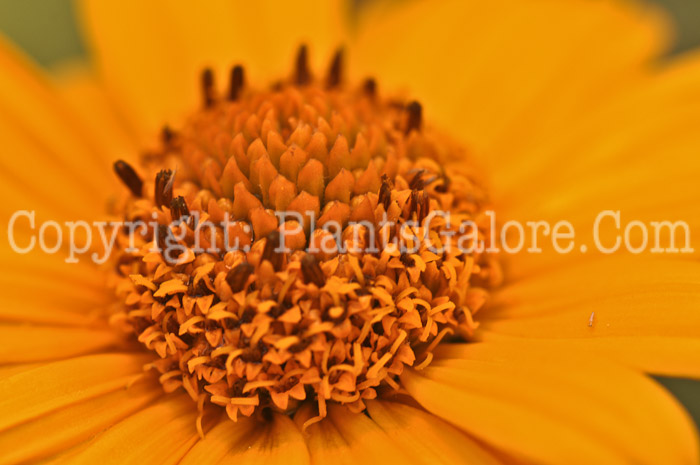 PGC-P-Heliopsis-helianthoides-Tuscan-Sun-5