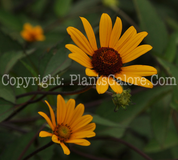 PGC-P-Heliopsis-helianthoides-var-scabra-Summer-Nights-NYBG-6-2011-001