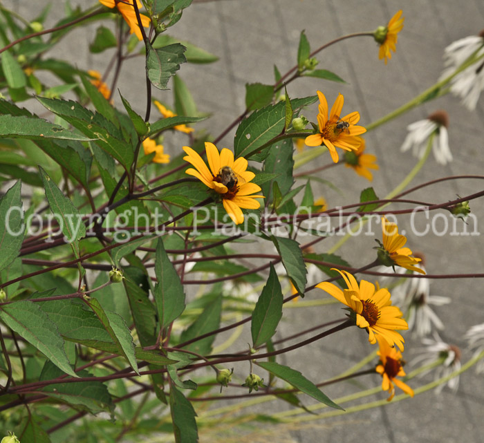 PGC-P-Heliopsis-helianthoides-var-scabra-Summer-Nights-NYBG-6-2011-003