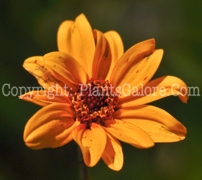 PGC-P-Heliopsis-helianthus-Summer-Nights-2010-001